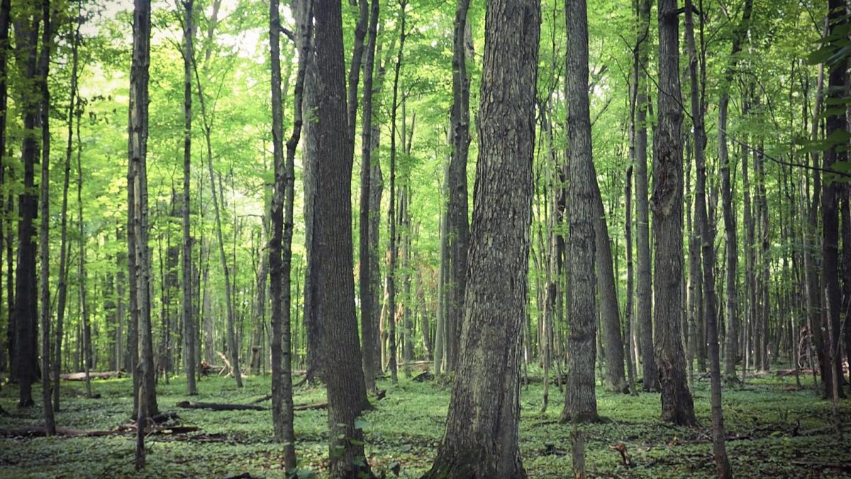 Tehcnologie et nature